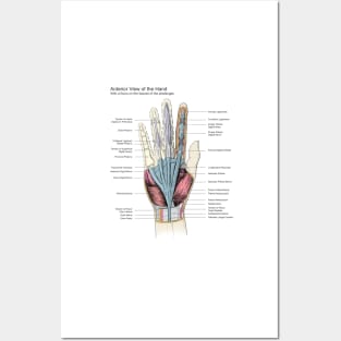 Hand Anatomy Pen and Ink Drawing Posters and Art